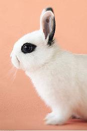 国产像素风独立游戏《世上英雄》Steam页面上线